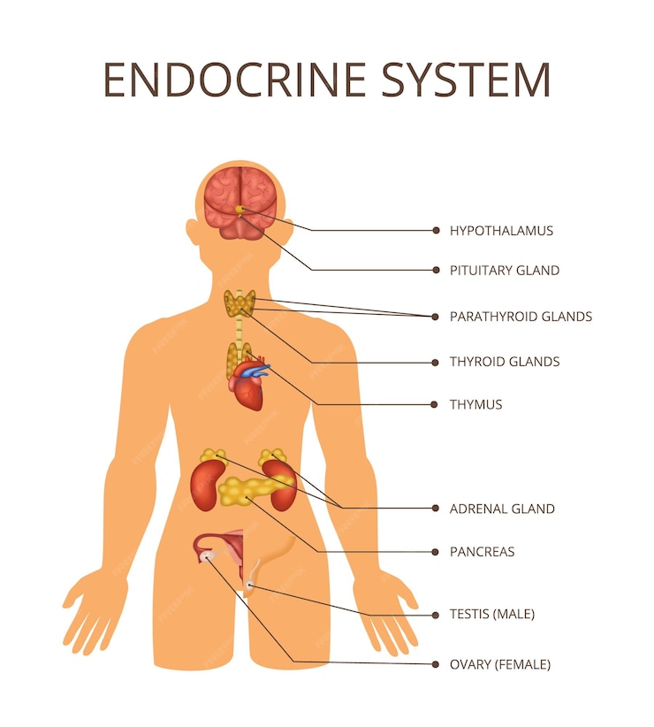 Understanding Endocrinology: The Science of Hormones and Their Impact on Health